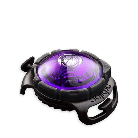 Orbiloc Dog Dual Light - LED-Veiligheidslampje - Paars - Puppy Village.nl