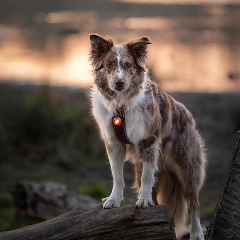 Orbiloc Dog Dual Amber – beste veiligheidslampje voor honden, waterdicht LED-licht dat je hond zichtbaar houdt in het donker en bij avondwandelingen