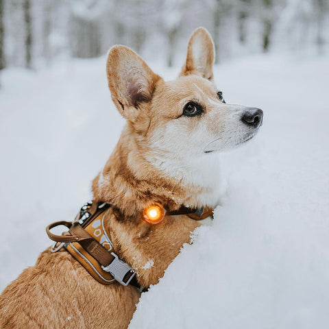 Orbiloc Dog Dual Amber – hondenlampje met helder LED-licht, ideaal voor avondwandeling of schemer, houdt je hond zichtbaar en veilig buiten