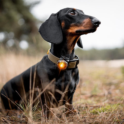 Orbiloc Dog Dual Amber – LED veiligheidslampje voor honden tijdens wandeling in de natuur, waterdicht en schokbestendig hondenlampje voor dagelijks gebruik