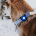 Orbiloc Dog Dual Blauw – LED lampje bevestigd aan hondenhalsband, zorgt dat je hond goed zichtbaar is bij weinig licht en verkeer