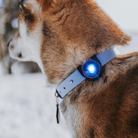 Orbiloc Dog Dual Blauw – LED lampje bevestigd aan hondenhalsband, zorgt dat je hond goed zichtbaar is bij weinig licht en verkeer