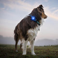 Orbiloc Dog Dual Blauw – beste veiligheidslampje voor honden, waterdicht LED-licht dat je hond zichtbaar houdt in het donker en bij avondwandelingen