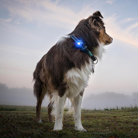 Orbiloc Dog Dual Blauw – beste veiligheidslampje voor honden, waterdicht LED-licht dat je hond zichtbaar houdt in het donker en bij avondwandelingen