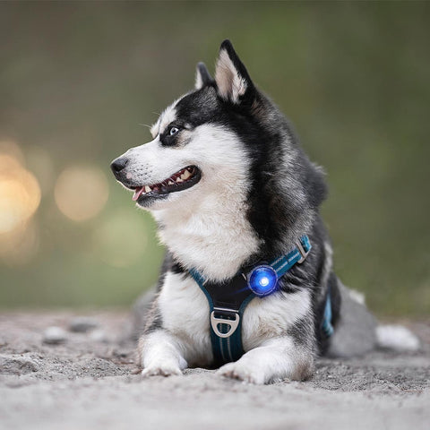 Orbiloc Dog Dual Blauw – LED veiligheidslampje voor honden tijdens wandeling in de natuur, waterdicht en schokbestendig hondenlampje voor dagelijks gebruik