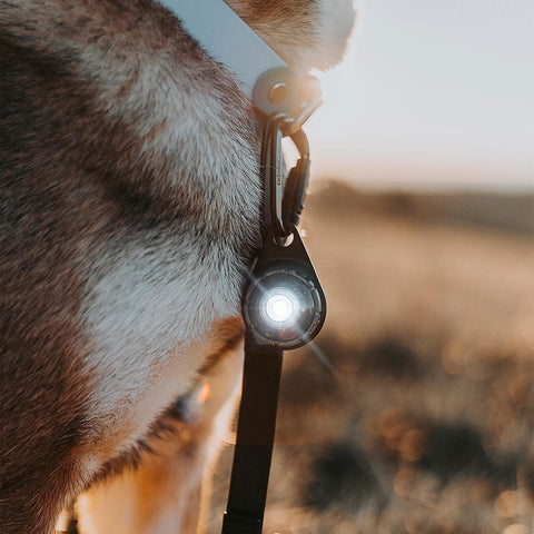Orbiloc Dog Dual DARK – LED lampje bevestigd aan hondenhalsband, zorgt dat je hond goed zichtbaar is bij weinig licht en verkeer