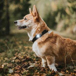 Orbiloc Dog Dual DARK – beste veiligheidslampje voor honden, waterdicht LED-licht dat je hond zichtbaar houdt in het donker en bij avondwandelingen