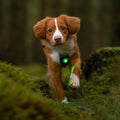 Orbiloc Dog Dual Groen – LED veiligheidslampje voor honden tijdens wandeling in de natuur, waterdicht en schokbestendig hondenlampje voor dagelijks gebruik