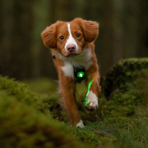 Orbiloc Dog Dual Groen – LED veiligheidslampje voor honden tijdens wandeling in de natuur, waterdicht en schokbestendig hondenlampje voor dagelijks gebruik