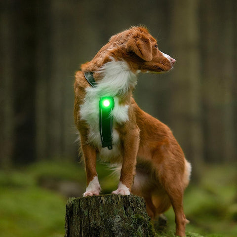 Orbiloc Dog Dual Groen – hondenlampje met helder LED-licht, ideaal voor avondwandeling of schemer, houdt je hond zichtbaar en veilig buiten