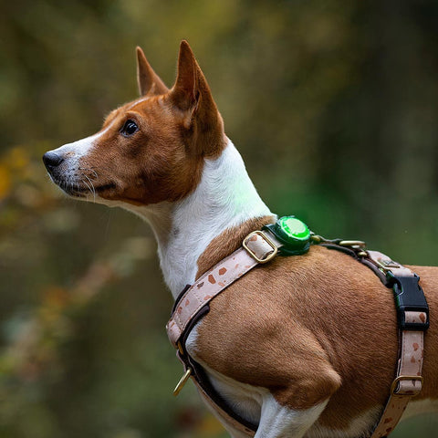 Orbiloc Dog Dual Groen – beste veiligheidslampje voor honden, waterdicht LED-licht dat je hond zichtbaar houdt in het donker en bij avondwandelingen