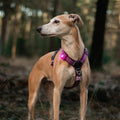 Orbiloc Dog Dual Roze – LED lampje bevestigd aan hondenhalsband, zorgt dat je hond goed zichtbaar is bij weinig licht en verkeer
