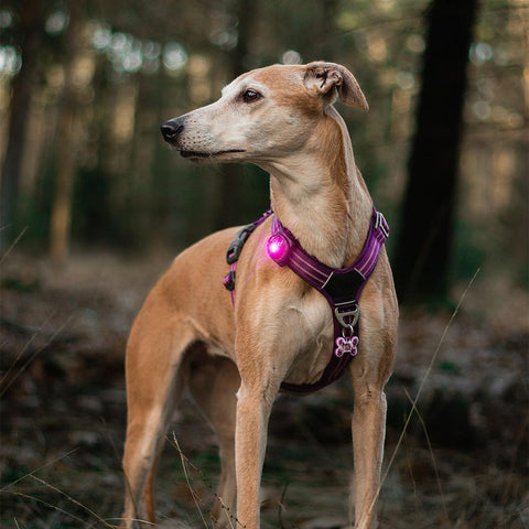 Orbiloc Dog Dual Roze – LED lampje bevestigd aan hondenhalsband, zorgt dat je hond goed zichtbaar is bij weinig licht en verkeer