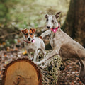Orbiloc Dog Dual Roze – hondenlampje met helder LED-licht, ideaal voor avondwandeling of schemer, houdt je hond zichtbaar en veilig buiten