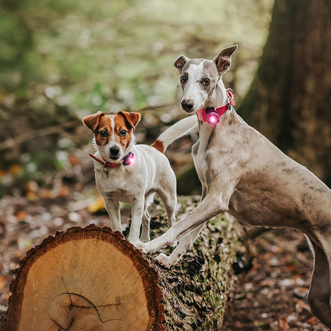 Orbiloc Dog Dual Roze – hondenlampje met helder LED-licht, ideaal voor avondwandeling of schemer, houdt je hond zichtbaar en veilig buiten