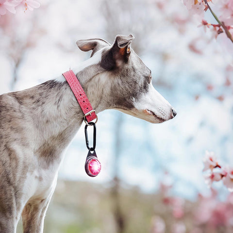 Orbiloc Dog Dual Roze – beste veiligheidslampje voor honden, waterdicht LED-licht dat je hond zichtbaar houdt in het donker en bij avondwandelingen