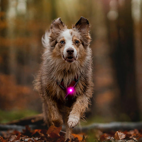 Orbiloc Dog Dual Roze – LED veiligheidslampje voor honden tijdens wandeling in de natuur, waterdicht en schokbestendig hondenlampje voor dagelijks gebruik