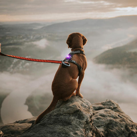 Orbiloc Dog Dual Paars – LED veiligheidslampje voor honden tijdens wandeling in de natuur, waterdicht en schokbestendig hondenlampje voor dagelijks gebruik