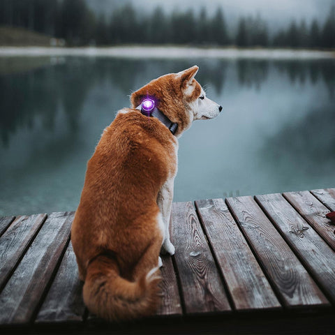 Orbiloc Dog Dual Paars – beste veiligheidslampje voor honden, waterdicht LED-licht dat je hond zichtbaar houdt in het donker en bij avondwandelingen