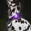 Orbiloc Dog Dual Paars – LED lampje bevestigd aan hondenhalsband, zorgt dat je hond goed zichtbaar is bij weinig licht en verkeer