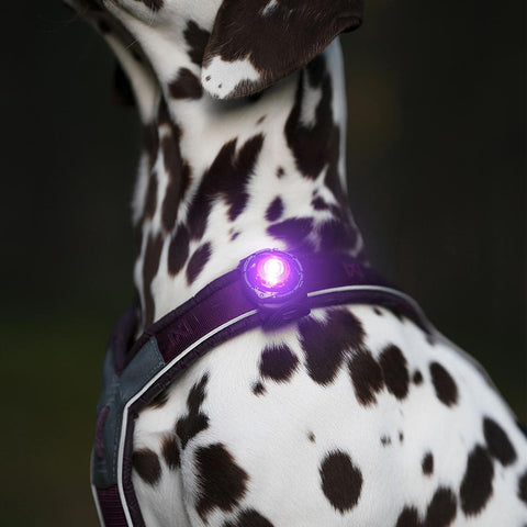 Orbiloc Dog Dual Paars – LED lampje bevestigd aan hondenhalsband, zorgt dat je hond goed zichtbaar is bij weinig licht en verkeer