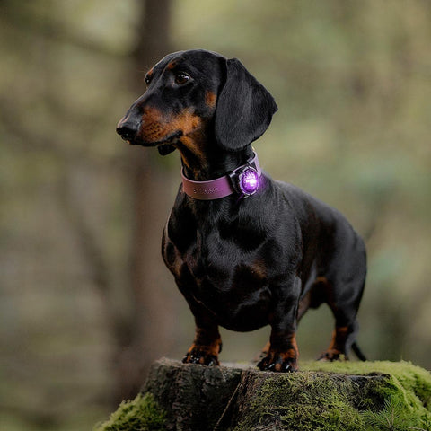 Orbiloc Dog Dual Paars – hondenlampje met helder LED-licht, ideaal voor avondwandeling of schemer, houdt je hond zichtbaar en veilig buiten