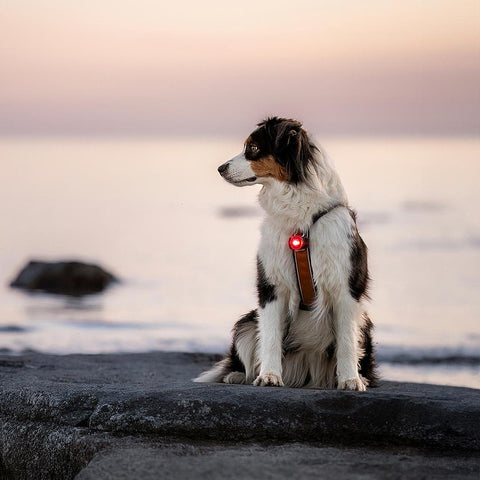 Orbiloc Dog Dual Rood – beste veiligheidslampje voor honden, waterdicht LED-licht dat je hond zichtbaar houdt in het donker en bij avondwandelingen
