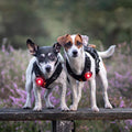 Orbiloc Dog Dual Rood – hondenlampje met helder LED-licht, ideaal voor avondwandeling of schemer, houdt je hond zichtbaar en veilig buiten