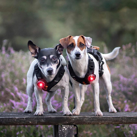 Orbiloc Dog Dual Rood – hondenlampje met helder LED-licht, ideaal voor avondwandeling of schemer, houdt je hond zichtbaar en veilig buiten