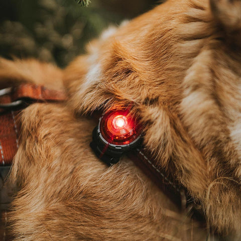 Orbiloc Dog Dual Rood – beste veiligheidslampje voor honden, waterdicht LED-licht dat je hond zichtbaar houdt in het donker en bij avondwandelingen