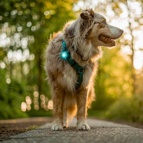 Orbiloc Dog Dual Veiligheidslampje – Turquoise