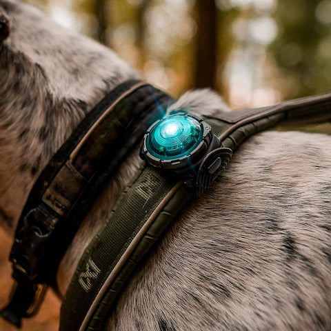 Orbiloc Dog Dual Paars – LED lampje bevestigd aan hondenhalsband, zorgt dat je hond goed zichtbaar is bij weinig licht en verkeer