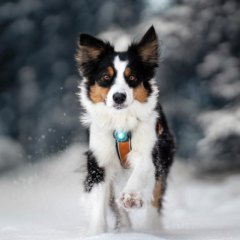 Orbiloc Dog Dual Turquoise – LED veiligheidslampje voor honden tijdens wandeling in de natuur, waterdicht en schokbestendig hondenlampje voor dagelijks gebruik