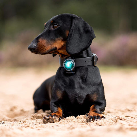 Orbiloc Dog Dual Turquoise – beste veiligheidslampje voor honden, waterdicht LED-licht dat je hond zichtbaar houdt in het donker en bij avondwandelingen