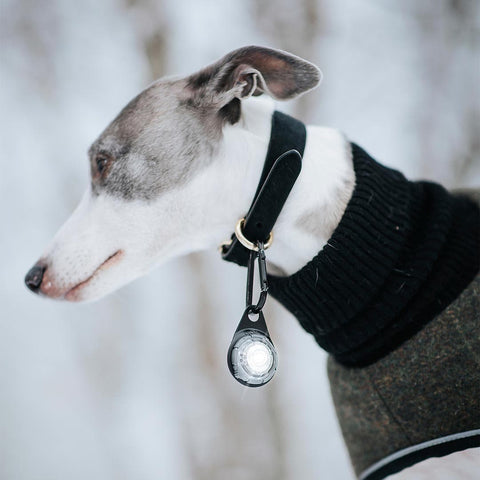 Orbiloc Dog Dual Wit – LED lampje bevestigd aan hondenhalsband, zorgt dat je hond goed zichtbaar is bij weinig licht en verkeer