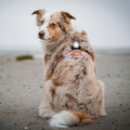 Orbiloc Dog Dual Wit – beste veiligheidslampje voor honden, waterdicht LED-licht dat je hond zichtbaar houdt in het donker en bij avondwandelingen