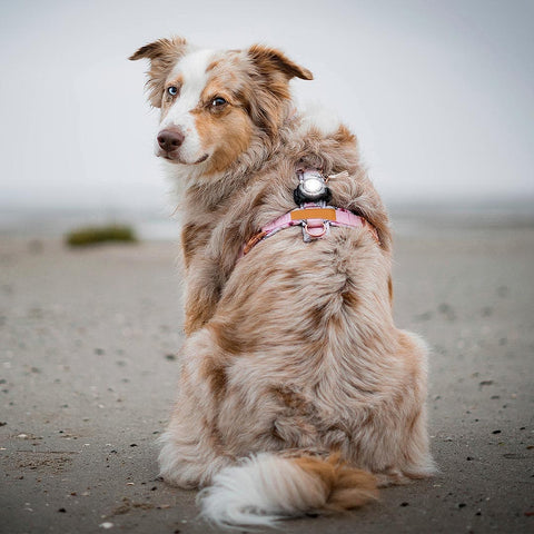 Orbiloc Dog Dual Wit – beste veiligheidslampje voor honden, waterdicht LED-licht dat je hond zichtbaar houdt in het donker en bij avondwandelingen