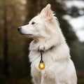 Orbiloc Dog Dual Geel – LED veiligheidslampje voor honden tijdens wandeling in de natuur, waterdicht en schokbestendig hondenlampje voor dagelijks gebruik