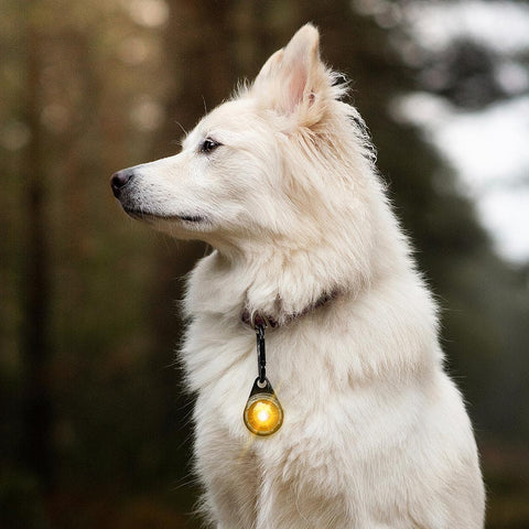 Orbiloc Dog Dual Geel – LED veiligheidslampje voor honden tijdens wandeling in de natuur, waterdicht en schokbestendig hondenlampje voor dagelijks gebruik