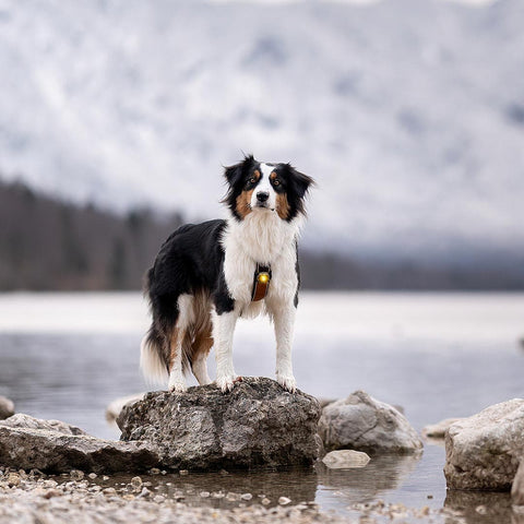Orbiloc Dog Dual Geel – hondenlampje met helder LED-licht, ideaal voor avondwandeling of schemer, houdt je hond zichtbaar en veilig buiten