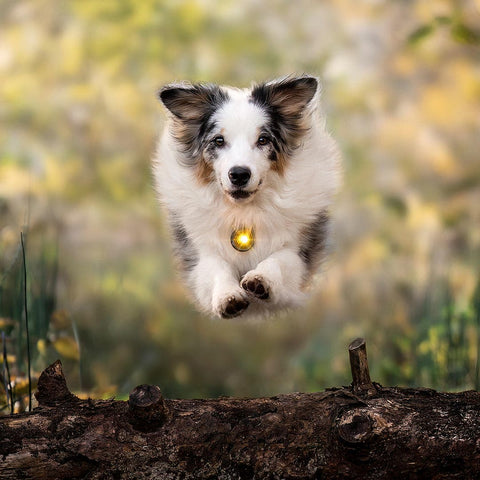 Orbiloc Dog Dual Geel – beste veiligheidslampje voor honden, waterdicht LED-licht dat je hond zichtbaar houdt in het donker en bij avondwandelingen