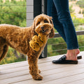 Pet P.L.A.Y. Pup Cup Café - Cookies n' Treats - Puppy Village.nl