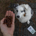 Hond kijkt naar Pala Dog Treats 100% Duck – gezonde, graanvrije hondensnacks van eendenvlees, rijk aan eiwitten, vitaminen en mineralen