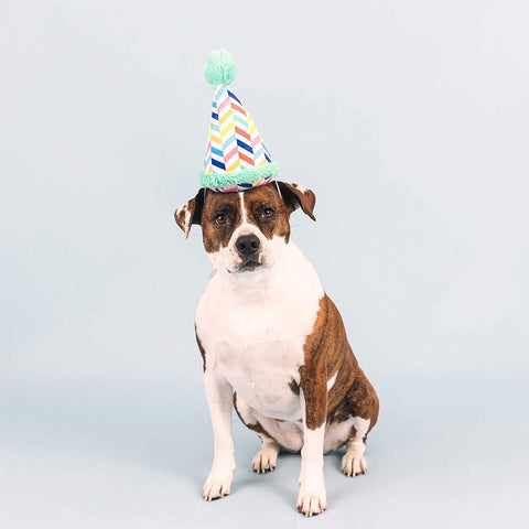PetShop by Fringe Studio - Cheers For A Barkday - Puppy Village.nl