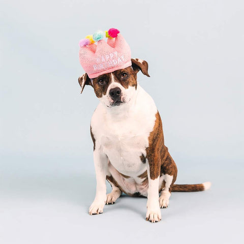 PetShop by Fringe Studio - If the Crown Fits the Dog - Puppy Village.nl
