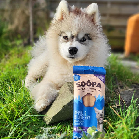 Soopa Dental Sticks Appel & Blauwe Bessen – hond met verpakking – natuurlijke kauwsnack voor honden, graanvrije en hypoallergene gebitsverzorging