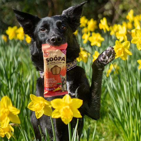 Soopa Dental Sticks Mango & Framboos – hond met verpakking – natuurlijke kauwsnack voor honden, graanvrije en hypoallergene gebitsverzorging