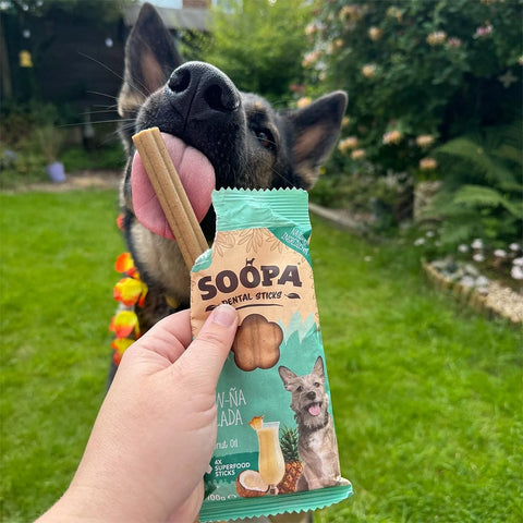 Soopa Dental Sticks Paw-Ña Colada – hond met verpakking – natuurlijke kauwsnack voor honden, graanvrije en hypoallergene gebitsverzorging