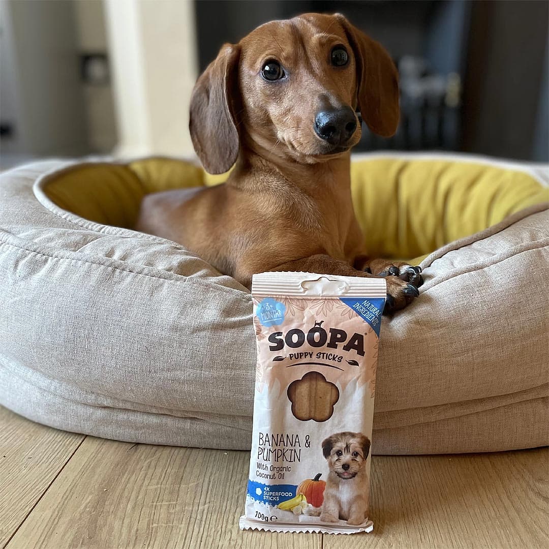 Soopa Puppy Dental Sticks Banaan & Pompoen – hond met verpakking – natuurlijke kauwsnack voor puppy's, graanvrije en hypoallergene gebitsverzorging