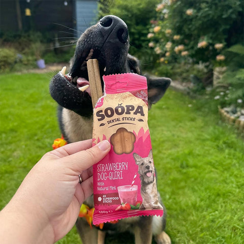 Soopa Dental Sticks Strawberry Dog-Quiri – hond met verpakking – natuurlijke kauwsnack voor honden, graanvrije en hypoallergene gebitsverzorging